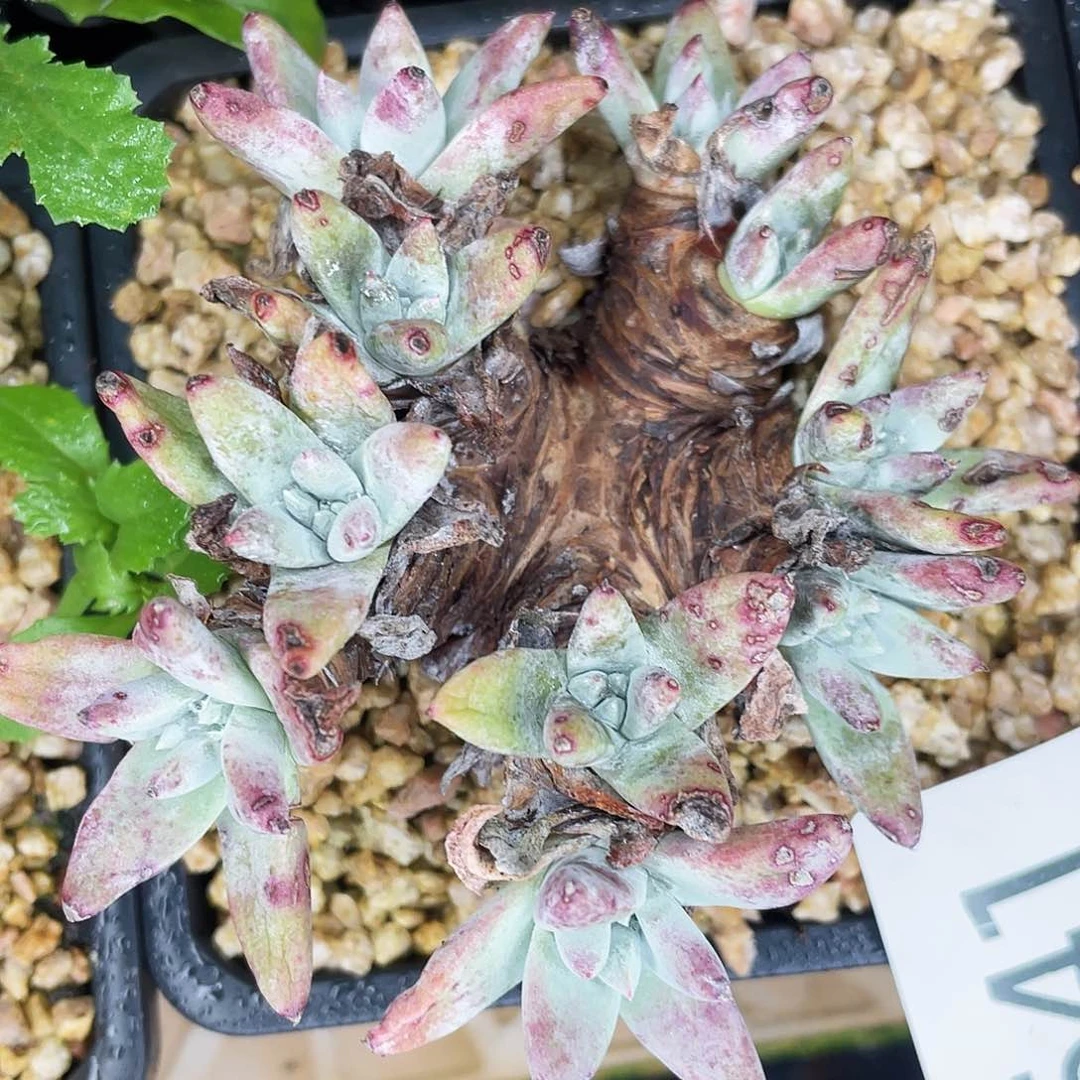 老桩多头白姆8641