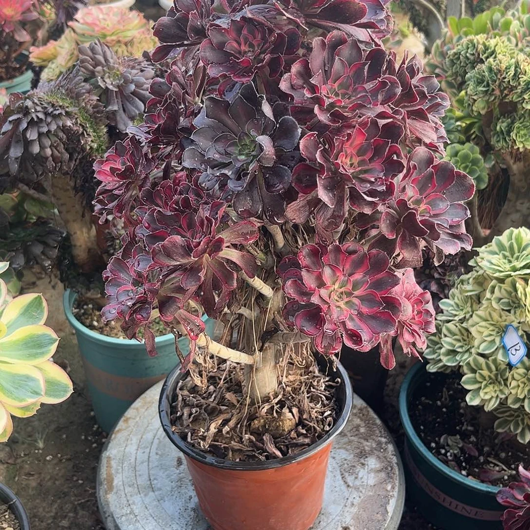 4丽娜法师多肉植物