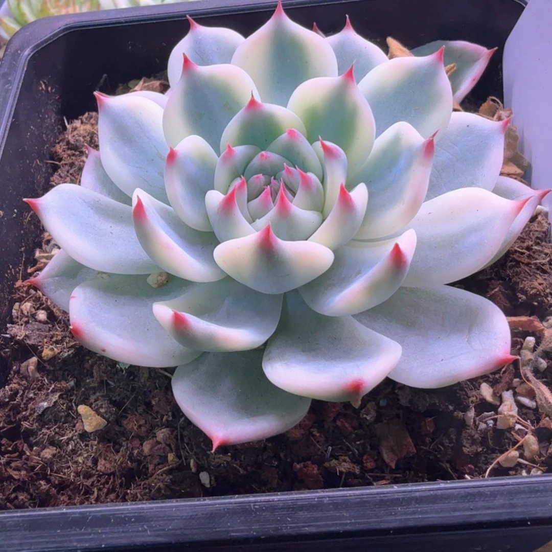 樱***️无花朵樱桃 吉娃娃锦3