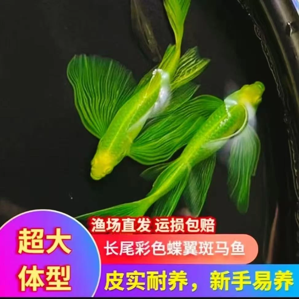 蝶翼斑马鱼长尾长鳍热带淡水观赏鱼好养活可群游