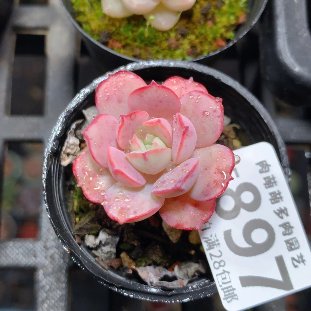 5CM拇指盆精控多肉ZF897