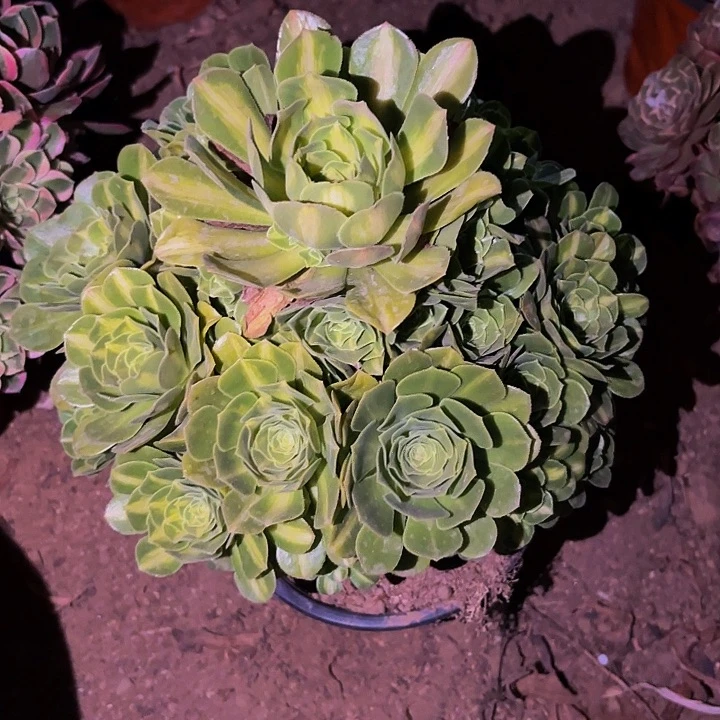 夜光杯多肉植物不售后量拍