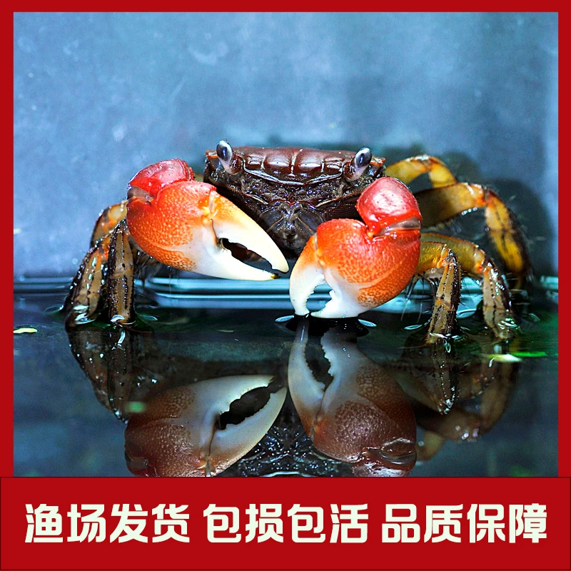 相守蟹招潮蟹相手蟹陆缸红手膛臂活体宠物淡水观赏螃蟹