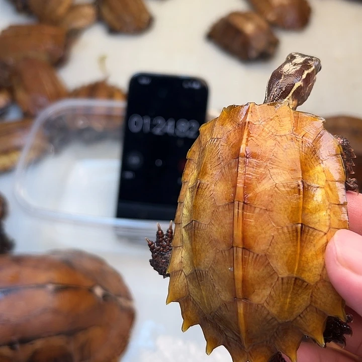 母宠物龟T*G枫叶