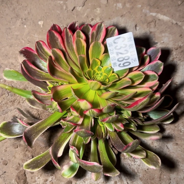 x****83289多肉植物法师法师