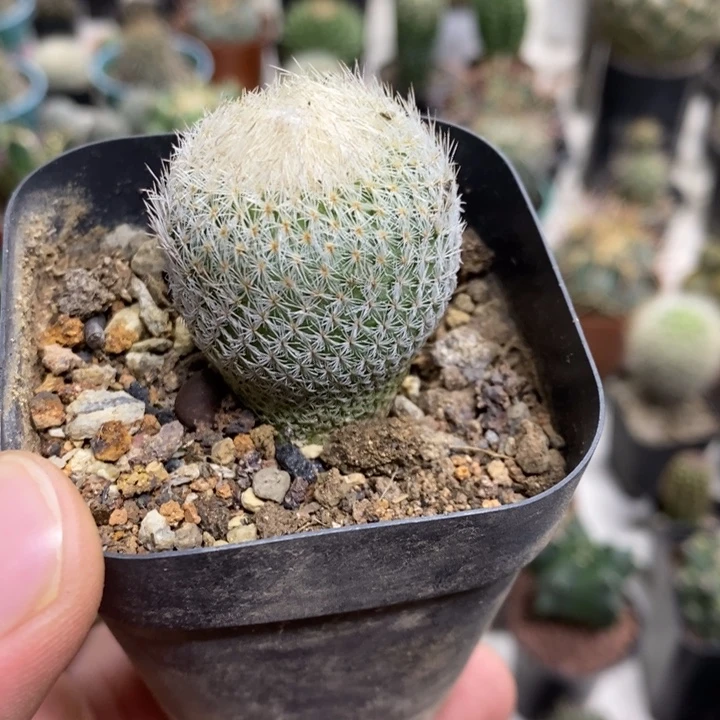 月世界特价福利特价