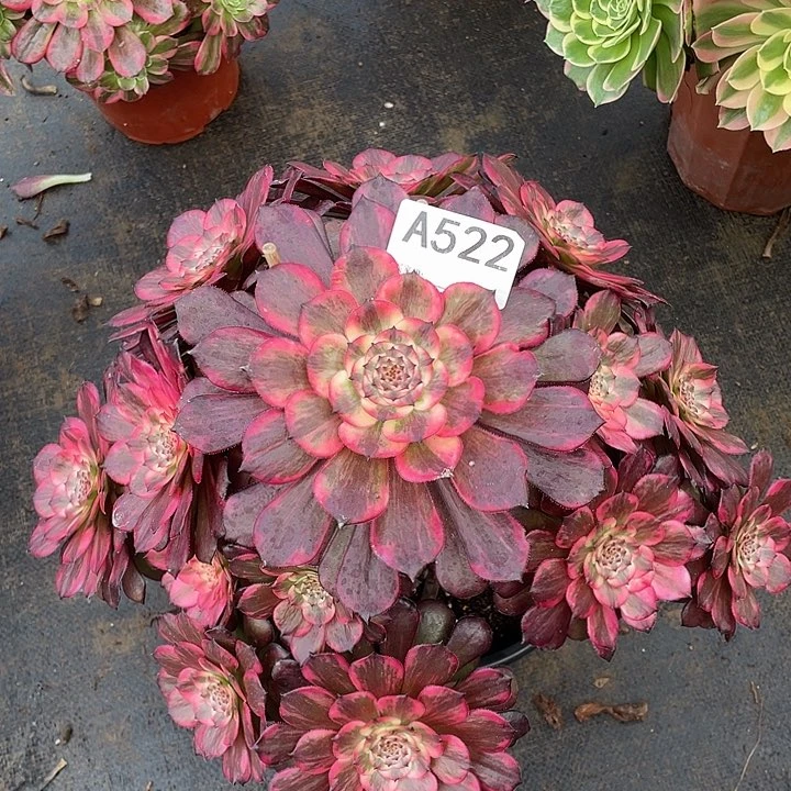 相**沫烟花多肉法师。  522