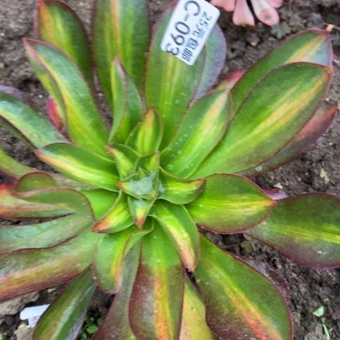 93魅影中斑满25包邮多肉