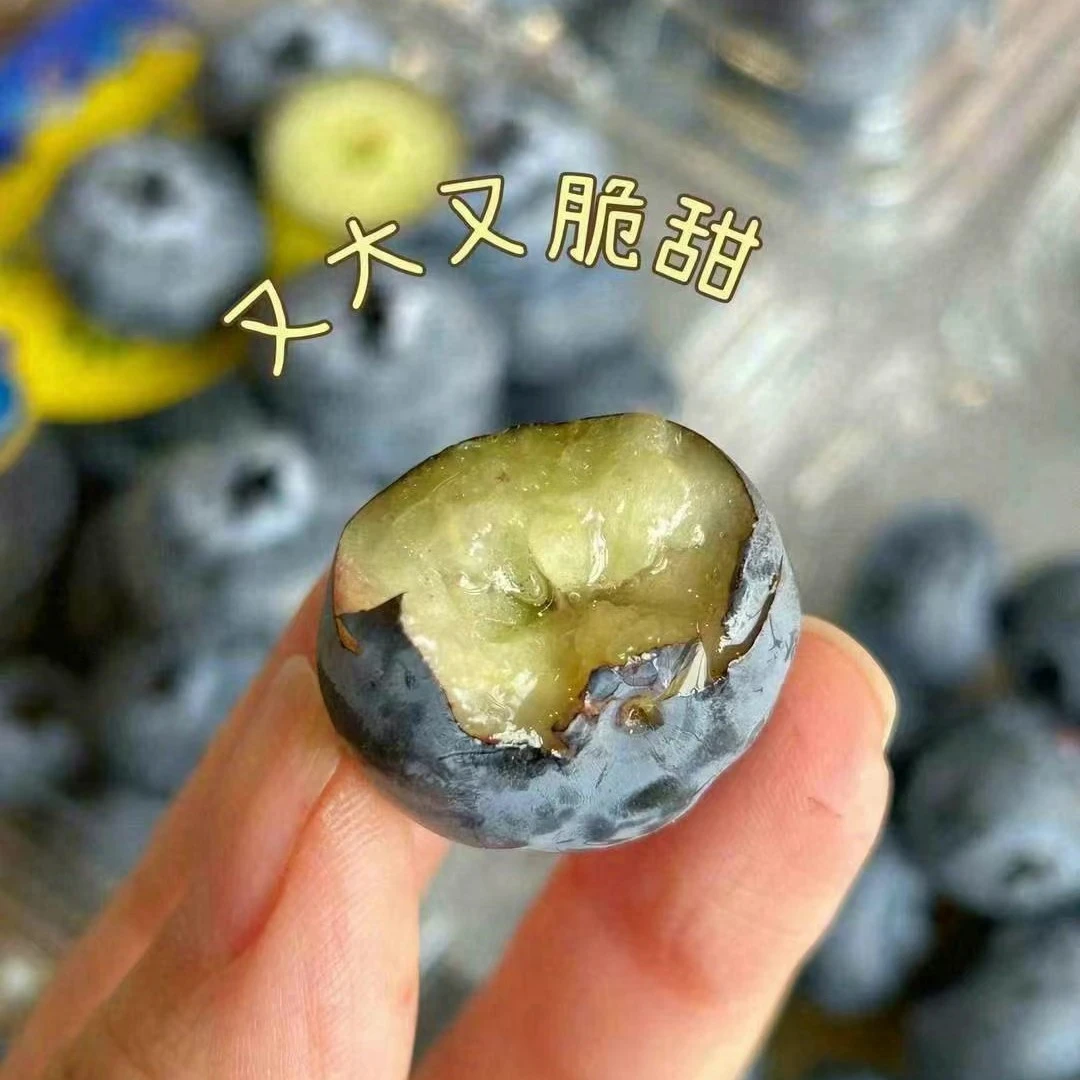 云南怡颗莓蓝莓限量版蓝莓同城送