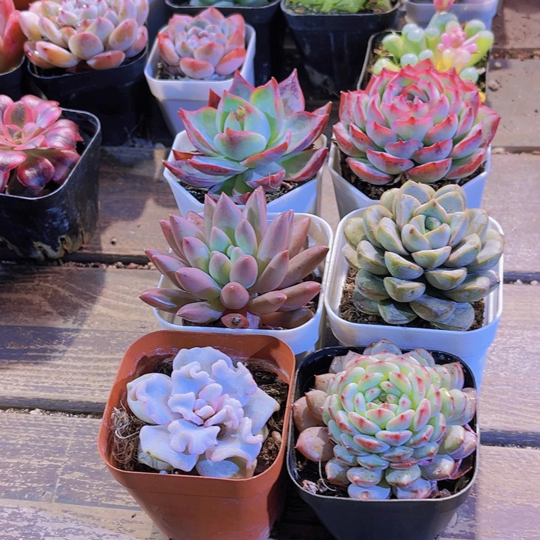 惊鸿。侧影 蜻蜓 葡萄。饺子皮。白胖六盆