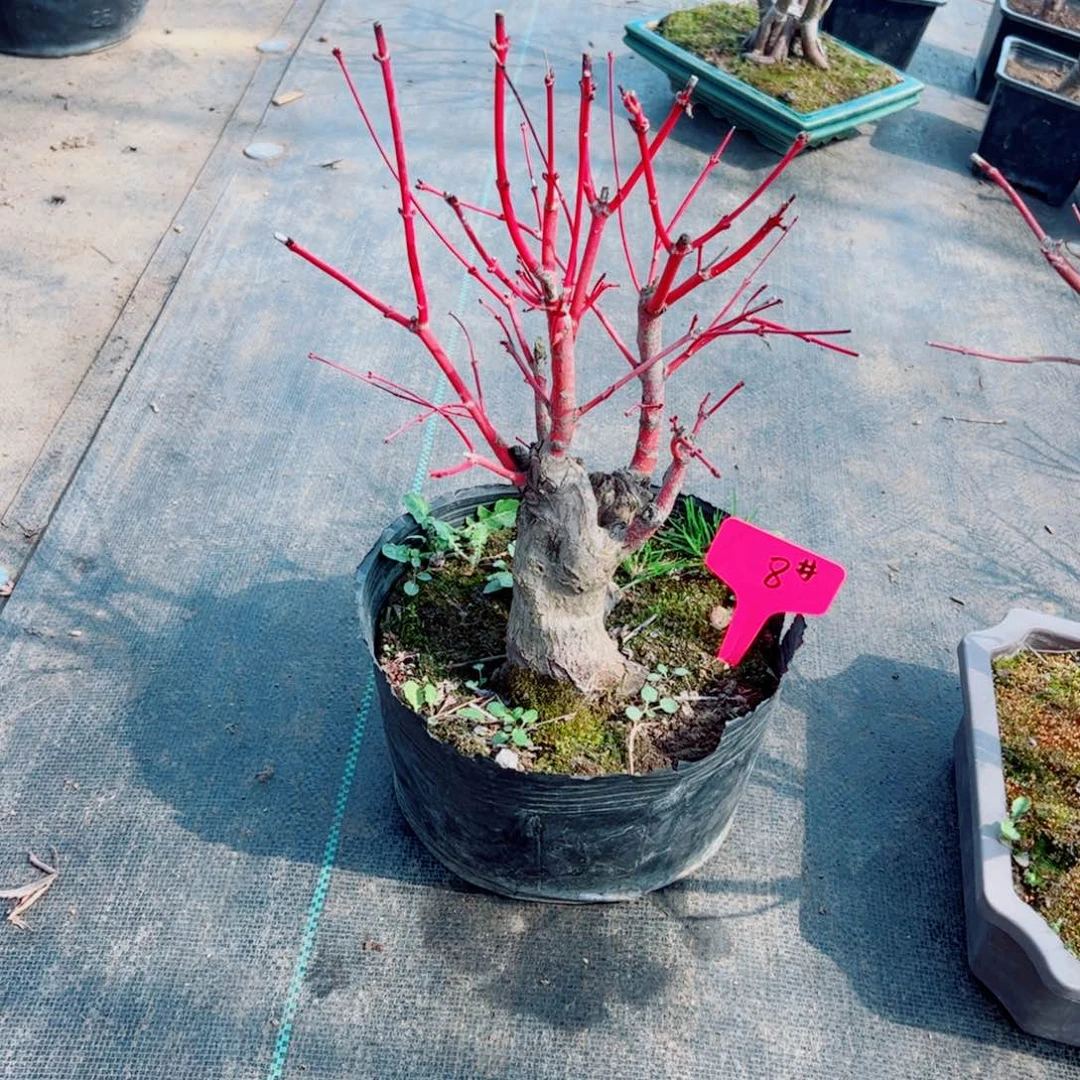 俺**样枫树枫树枫树枫树