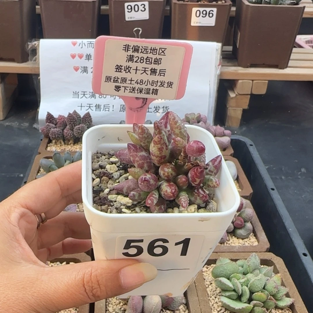 561梅花鹿爱掉叶多肉植物
