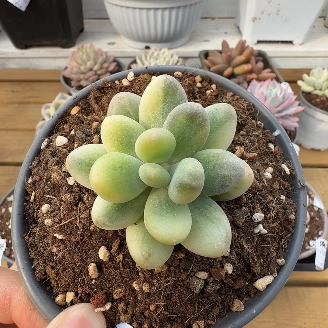 奶酪锦1111213-116