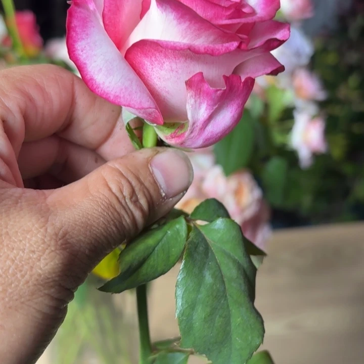 无花朵出色扦插小苗