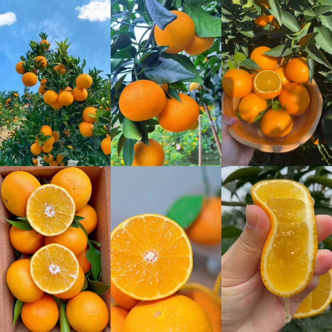 新鲜现摘当季爱媛38橙皮薄多汁清甜产地直发