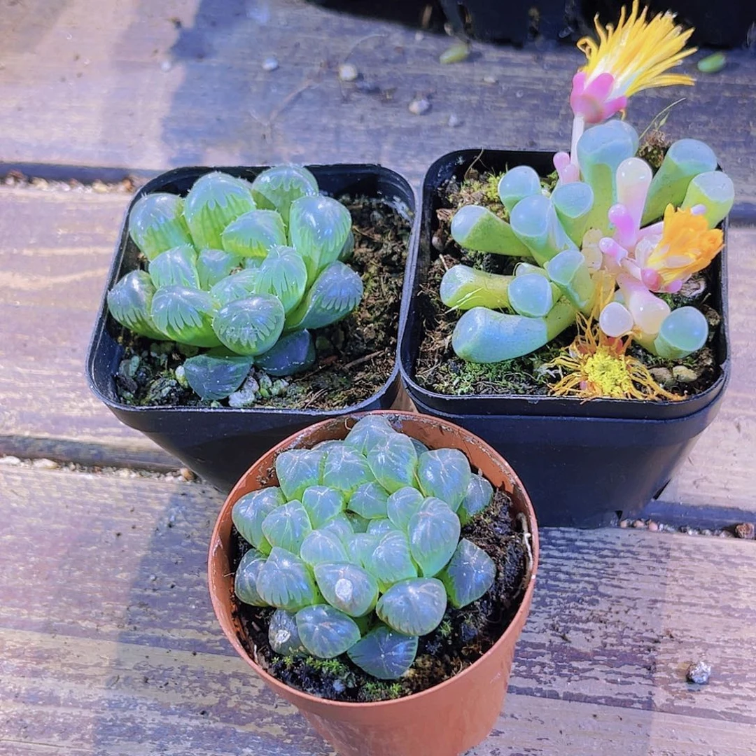 如图三盆11111111111