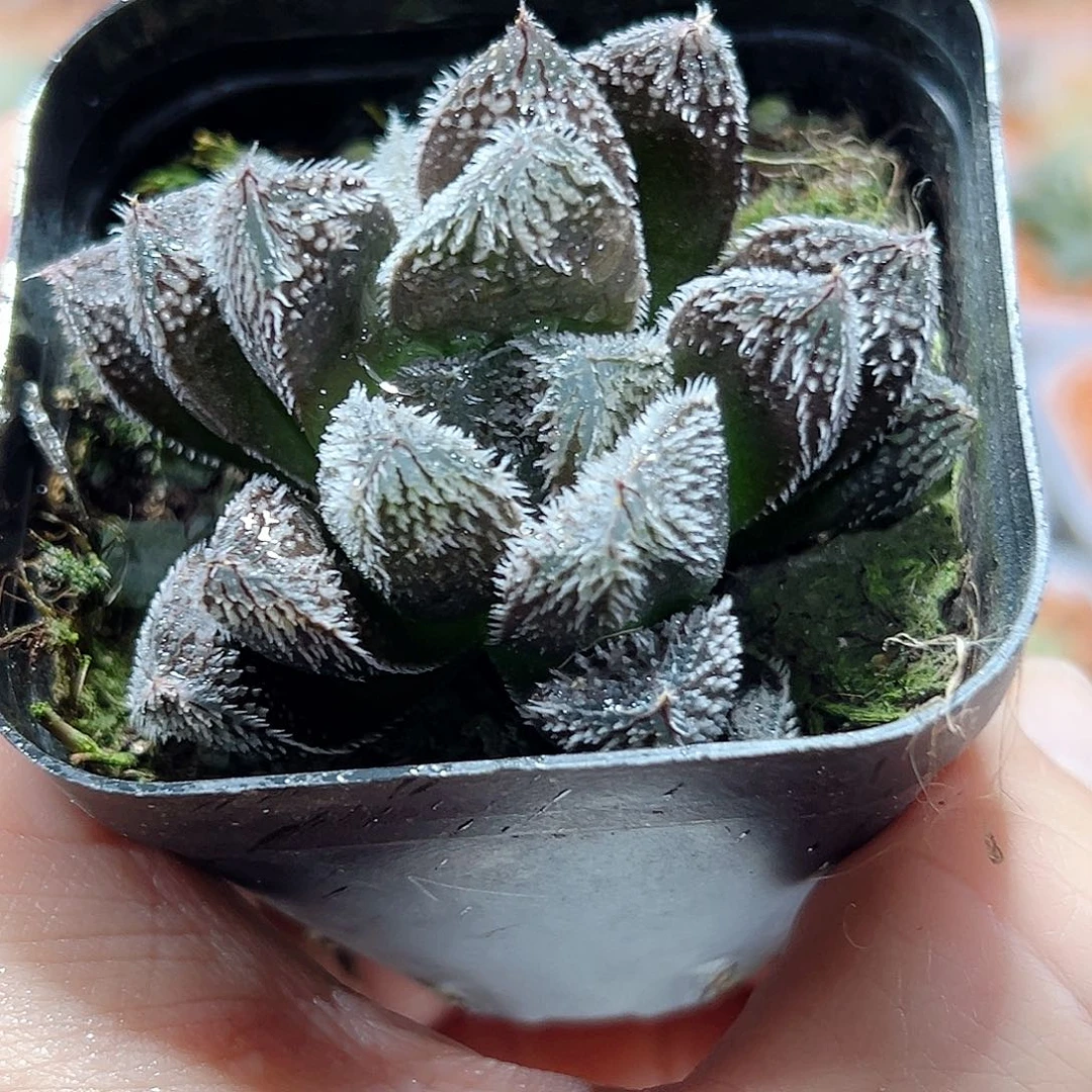 十二卷多肉狼珠玉露