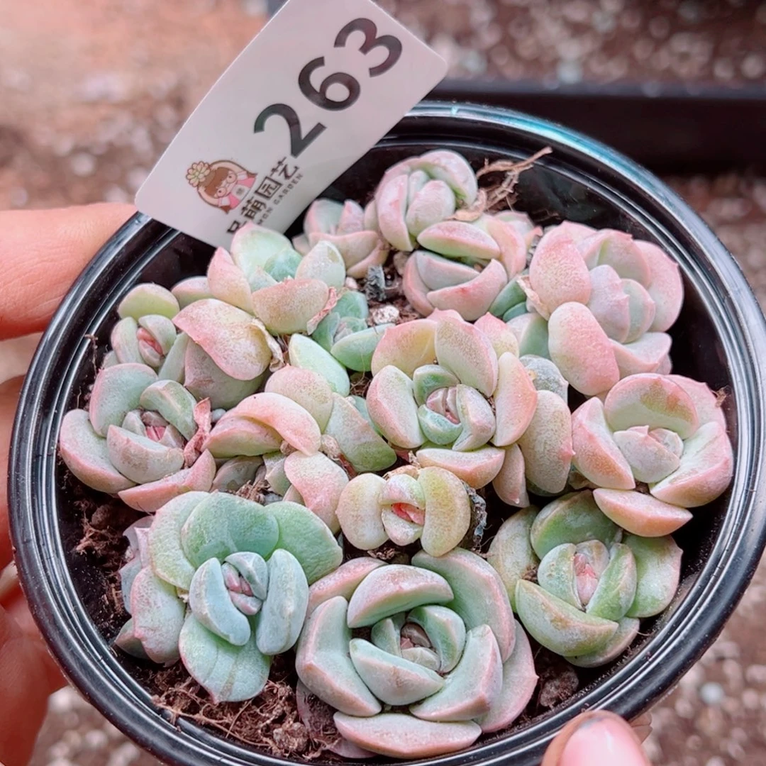 多肉植物多肉植物