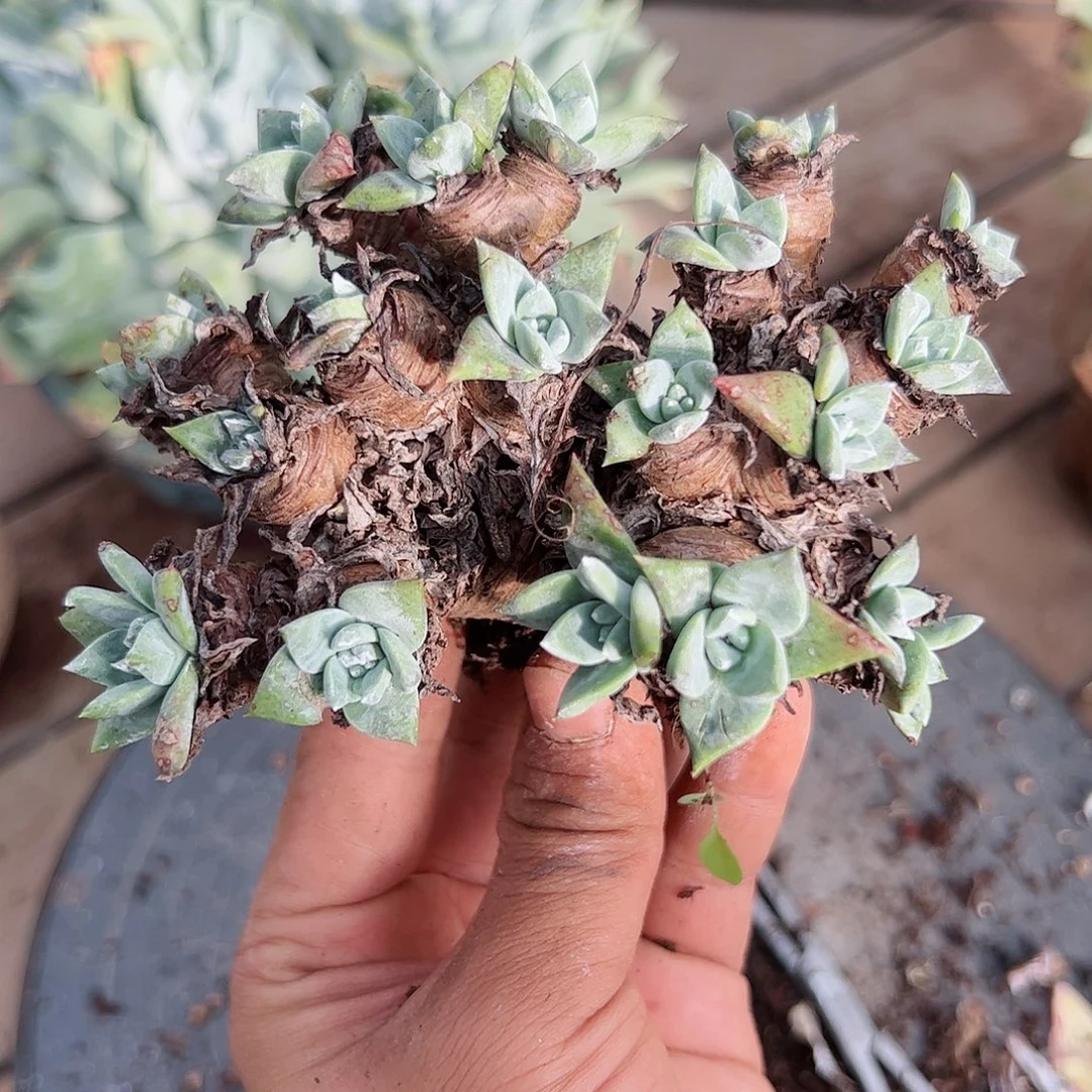 2713苹果叶杂交仙女杯