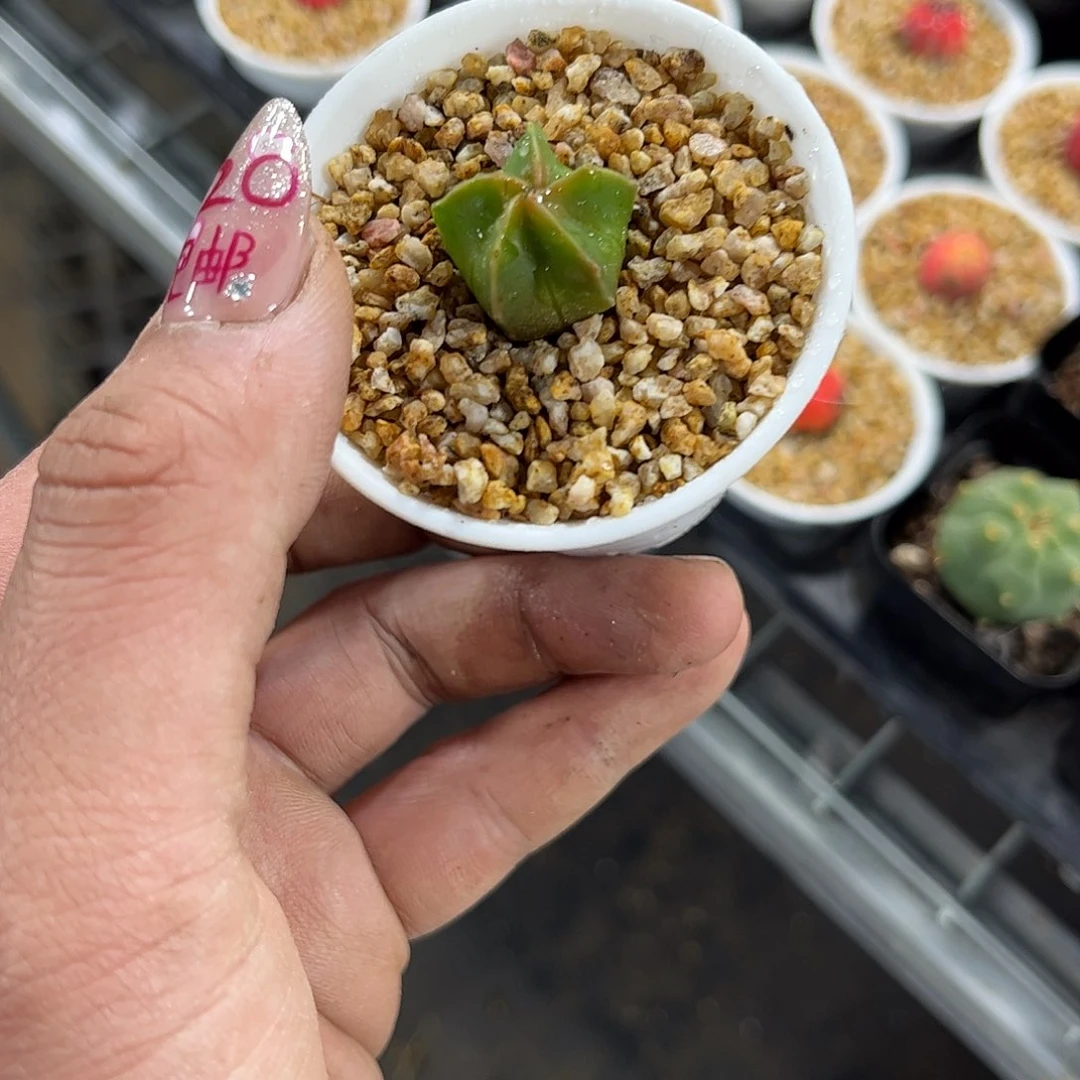 我***啊25664一物一拍单头