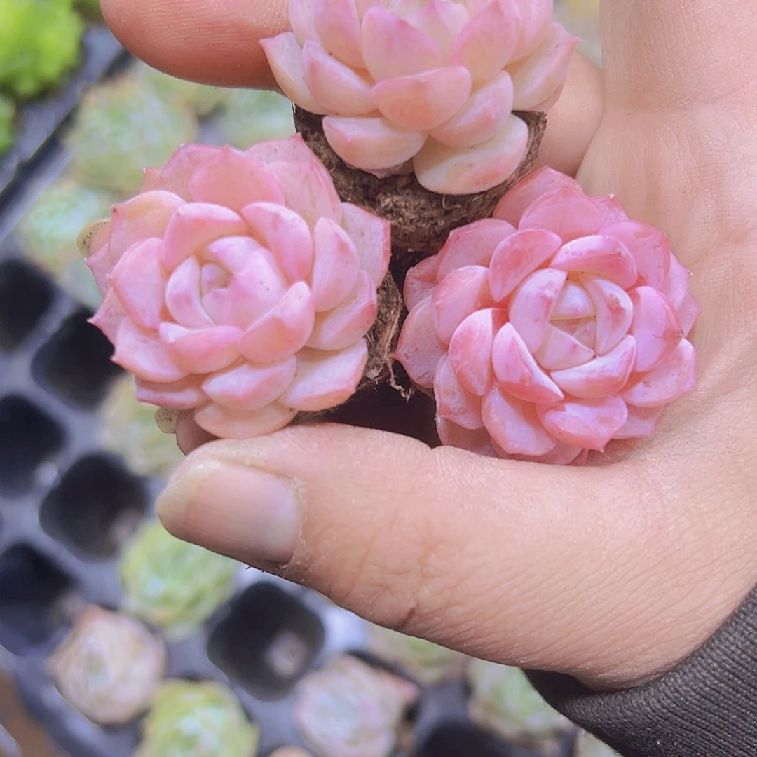 粉爱神5个19包邮