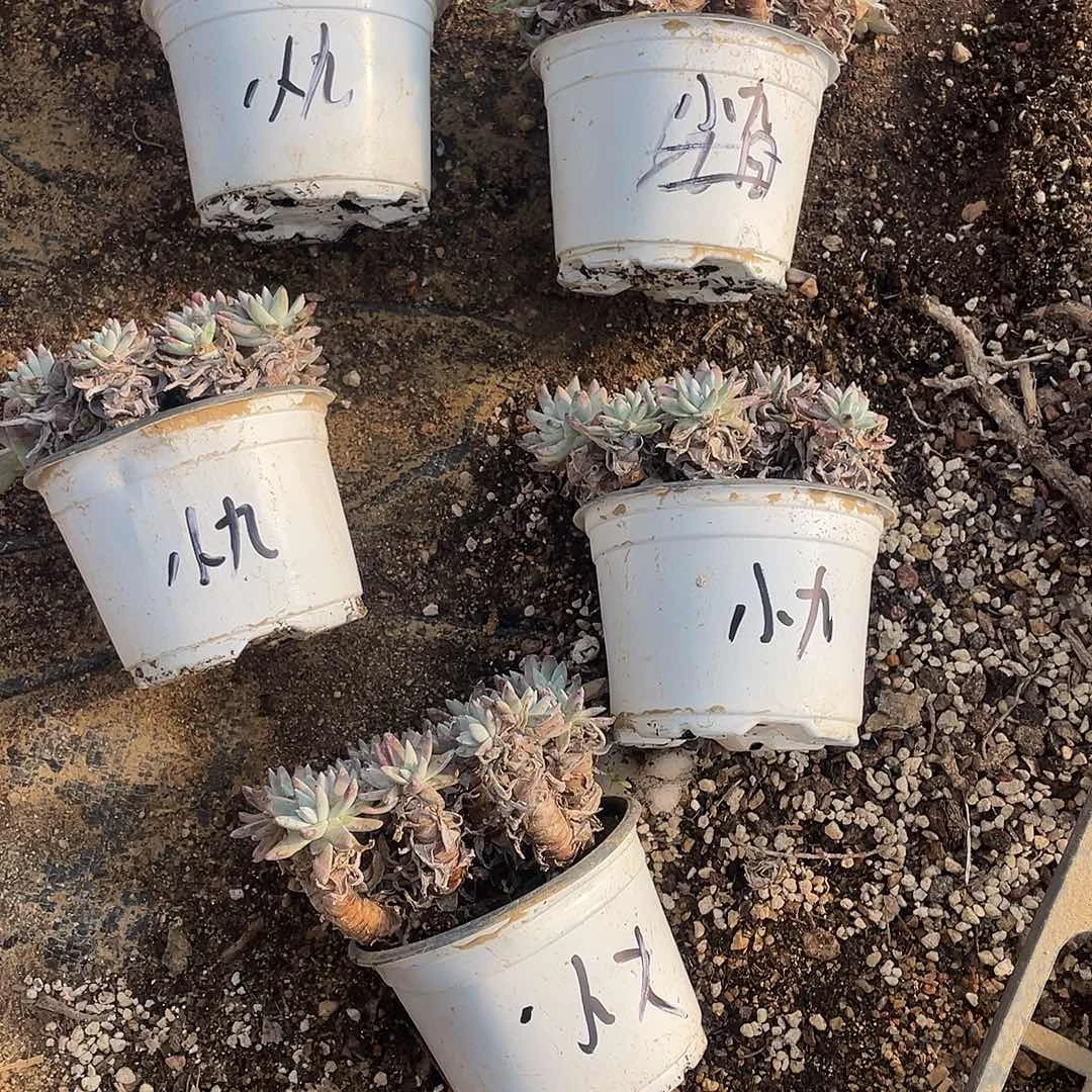 *****白菊90盆5颗一物一拍