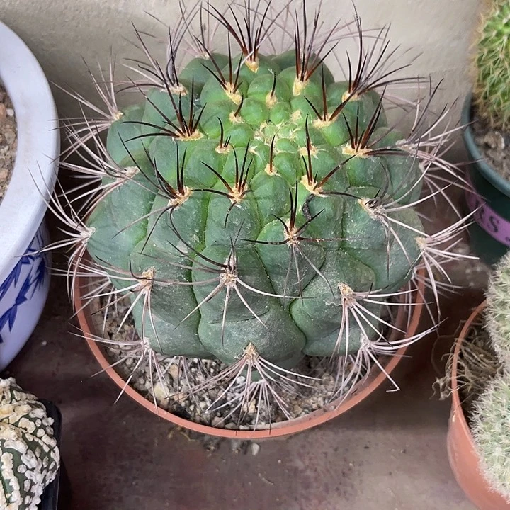 仙人球开花仙人球上