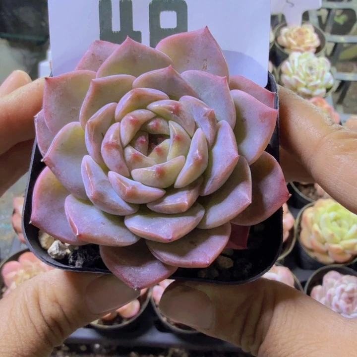 48.qqqqqqqwwwwwwwwww