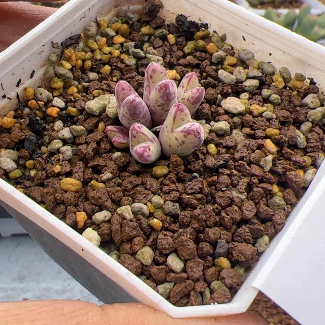 3.7猪蹄多肉植物23
