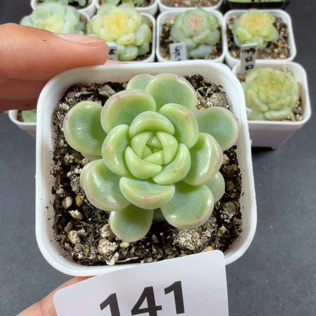 甜心童话一物一拍141