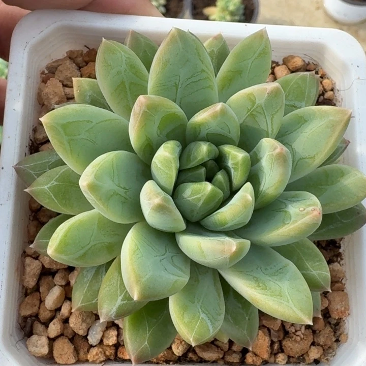水晶萝莉 单头 一物一拍