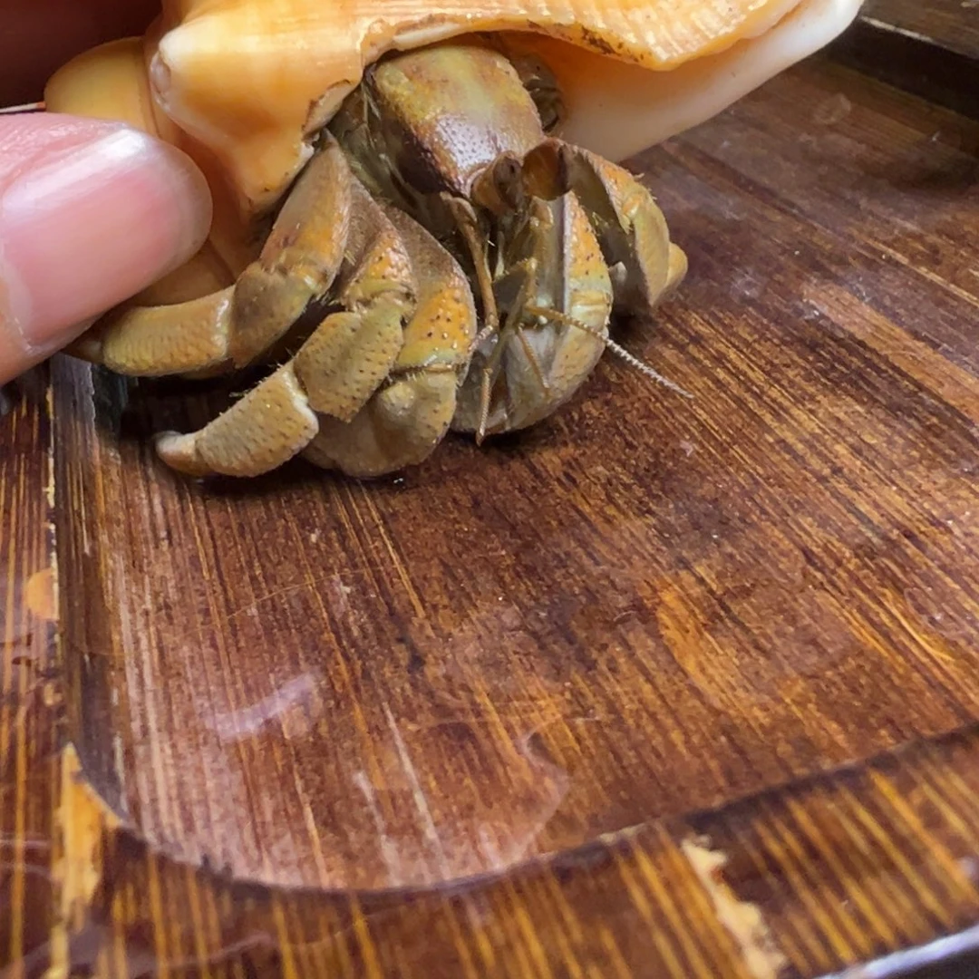 陆生寄居蟹22号拍品