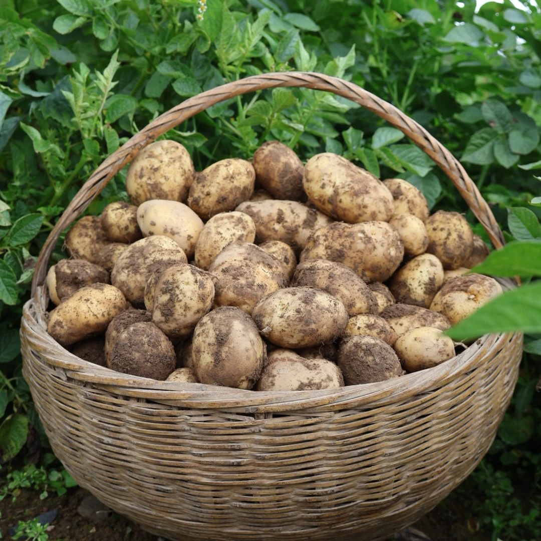 恩施富硒小土豆高山种植老品种【马尔科】新鲜现挖口感细腻清香粉糯