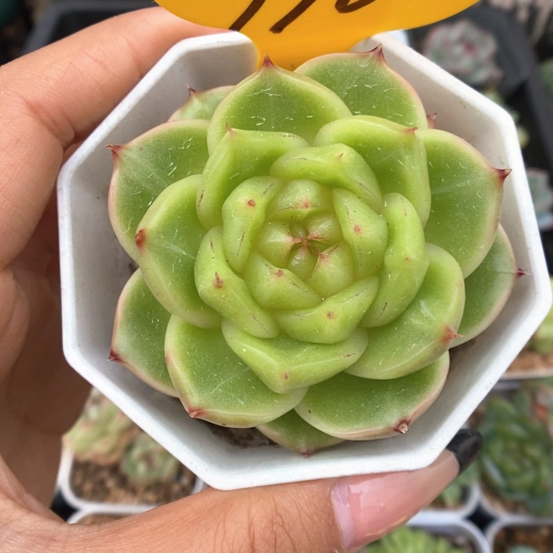 油透珍妮可拍990号