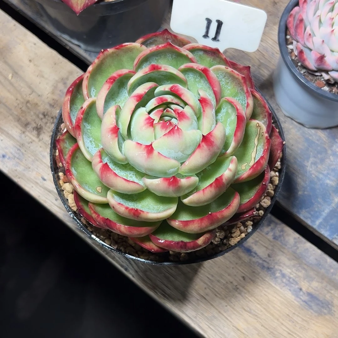 华***子惊鸿仙子11号有干疤介意勿拍