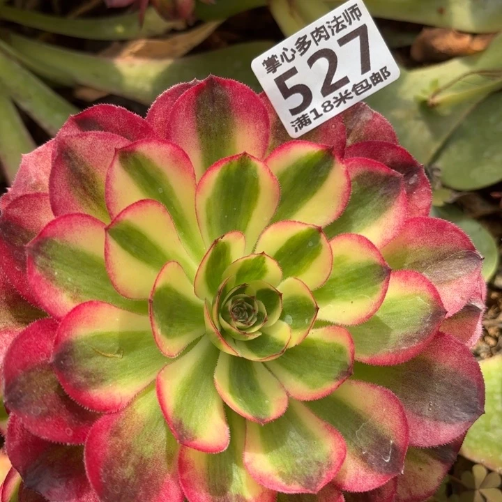 527荔枝掌心多肉法师锦，我