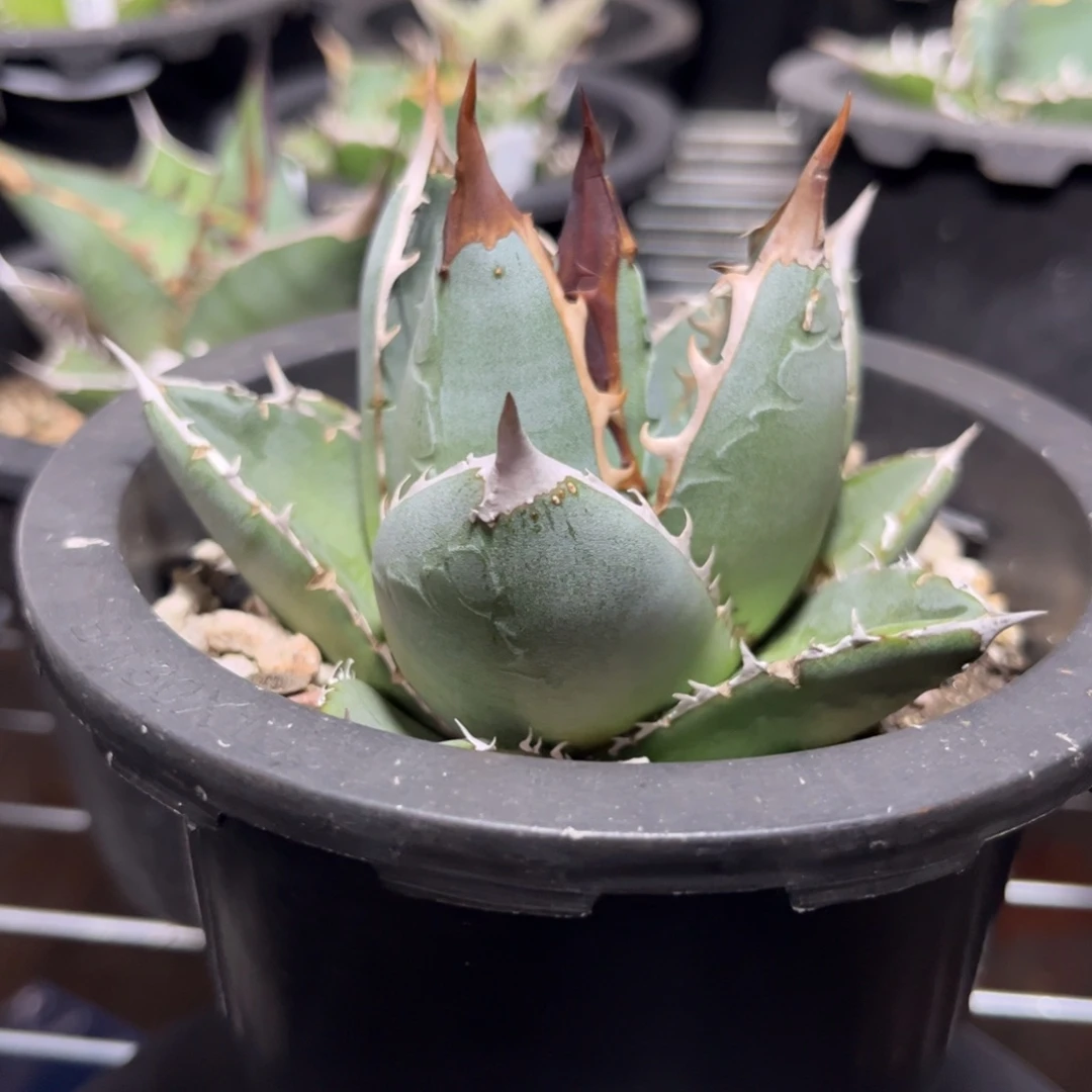 帝释天 绿植盆栽 优选