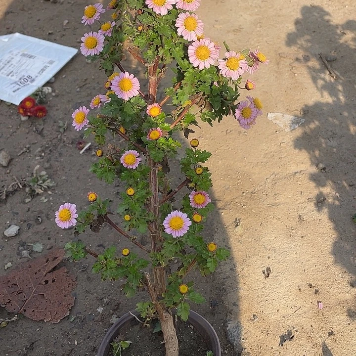 梦****完全开放35菊花菊花菊花