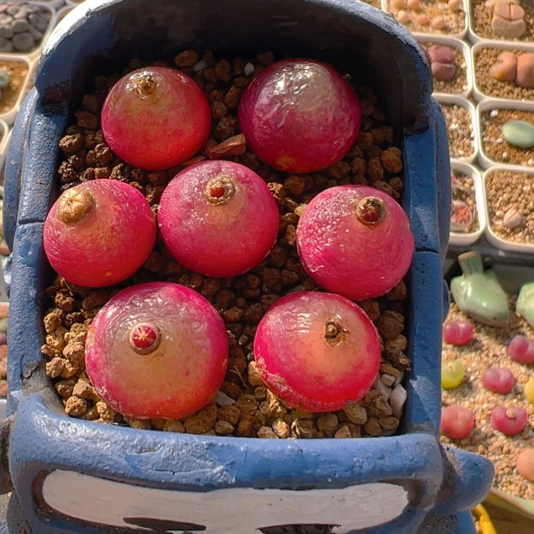 66多肉植物百科知识