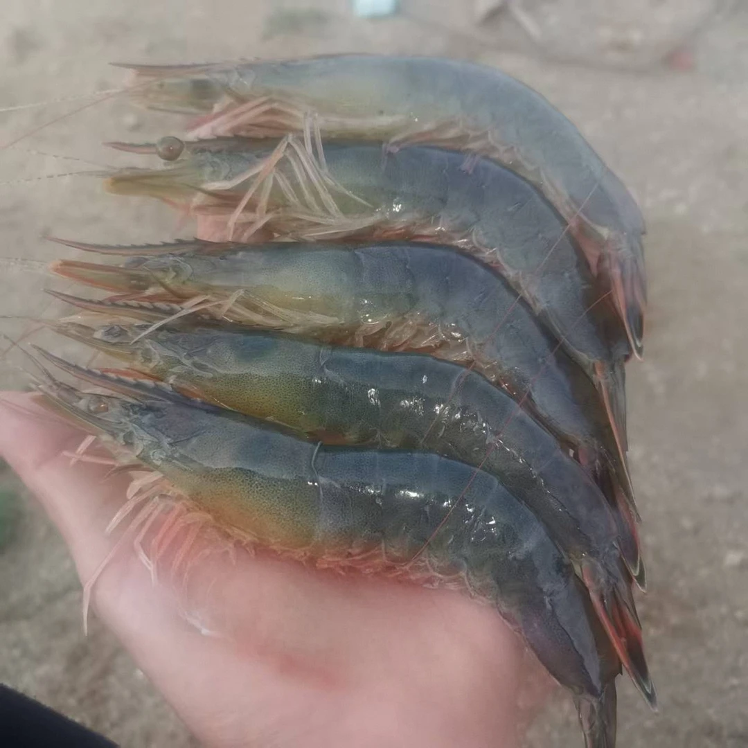 大连海鲜 海水对虾东方虾3斤 顺丰包邮