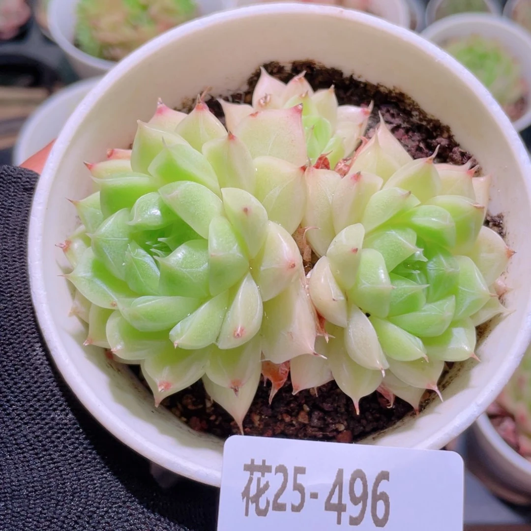 花利美25-496麦秆