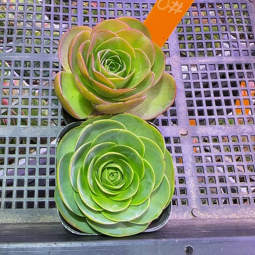 2棵非偏远包邮玻璃心慎拍