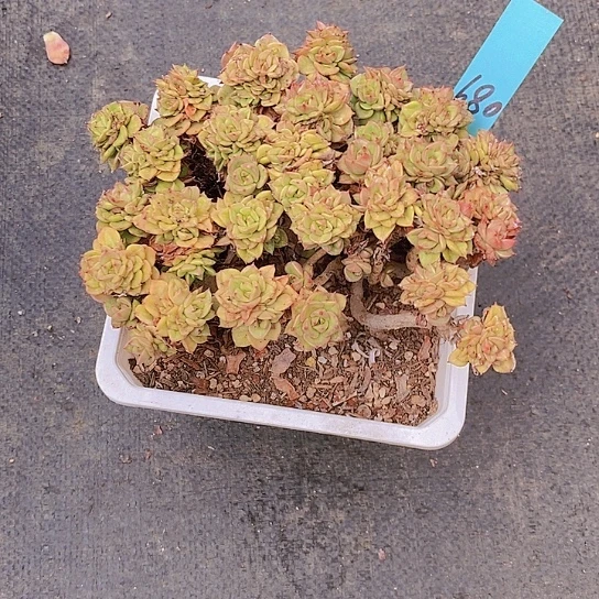 我***～680多肉植物老桩