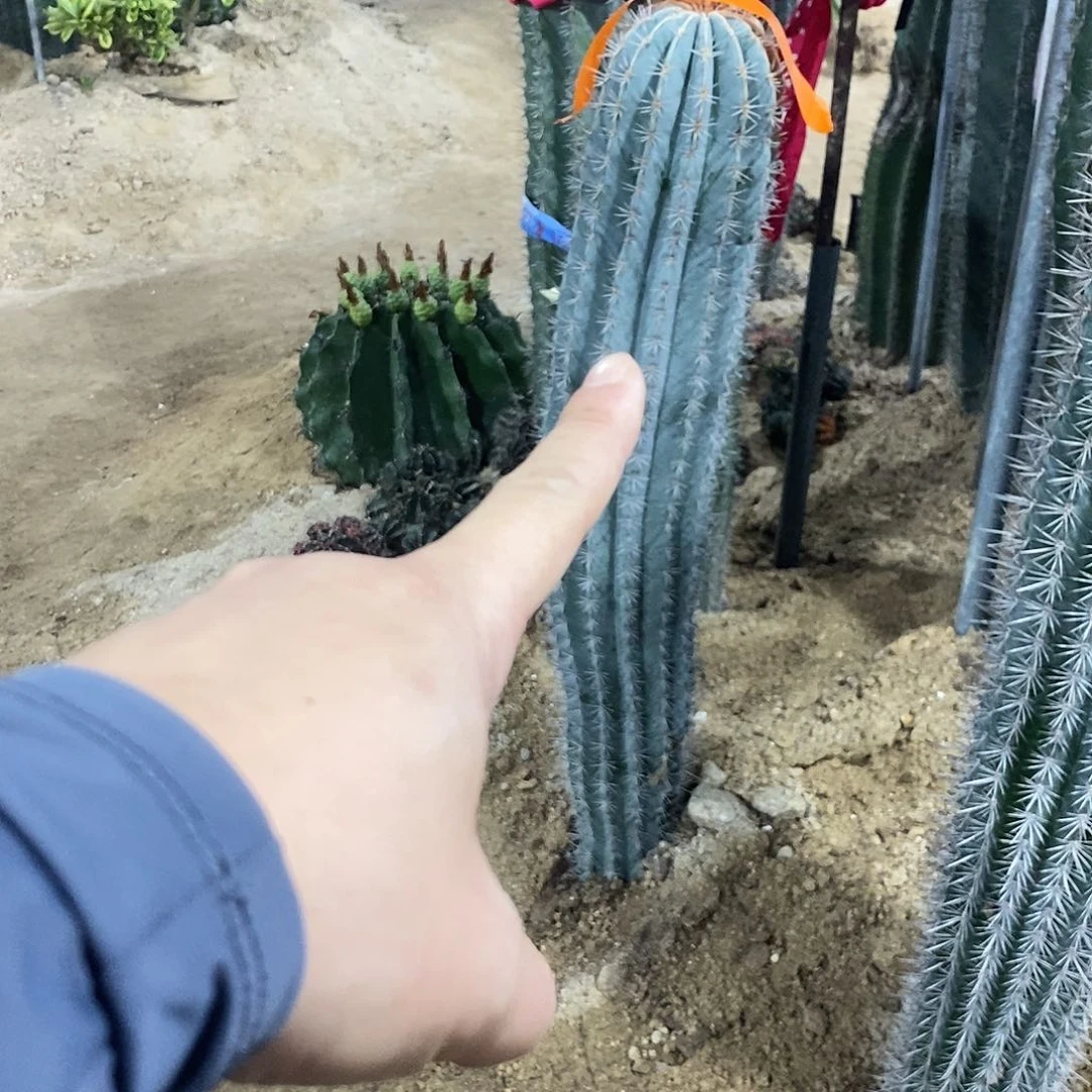 随*0000900000000000