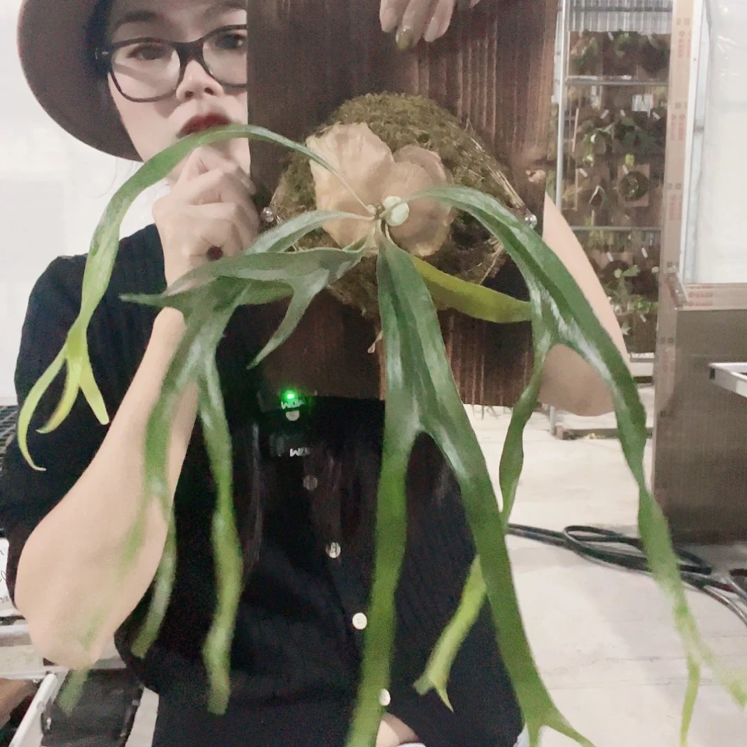 无花朵小猫咪鹿角蕨