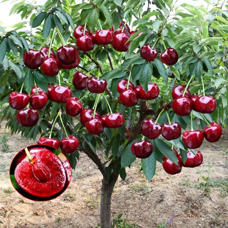 车厘子树苗樱桃树苖南方北方种植黄蜜樱桃果树美早嫁接大樱桃树苗