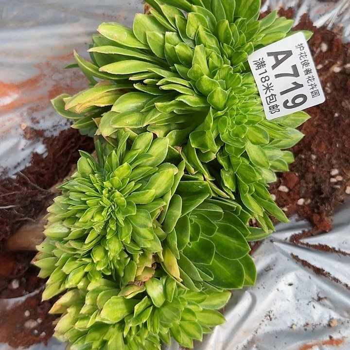 多肉法师尊皇杯缀化