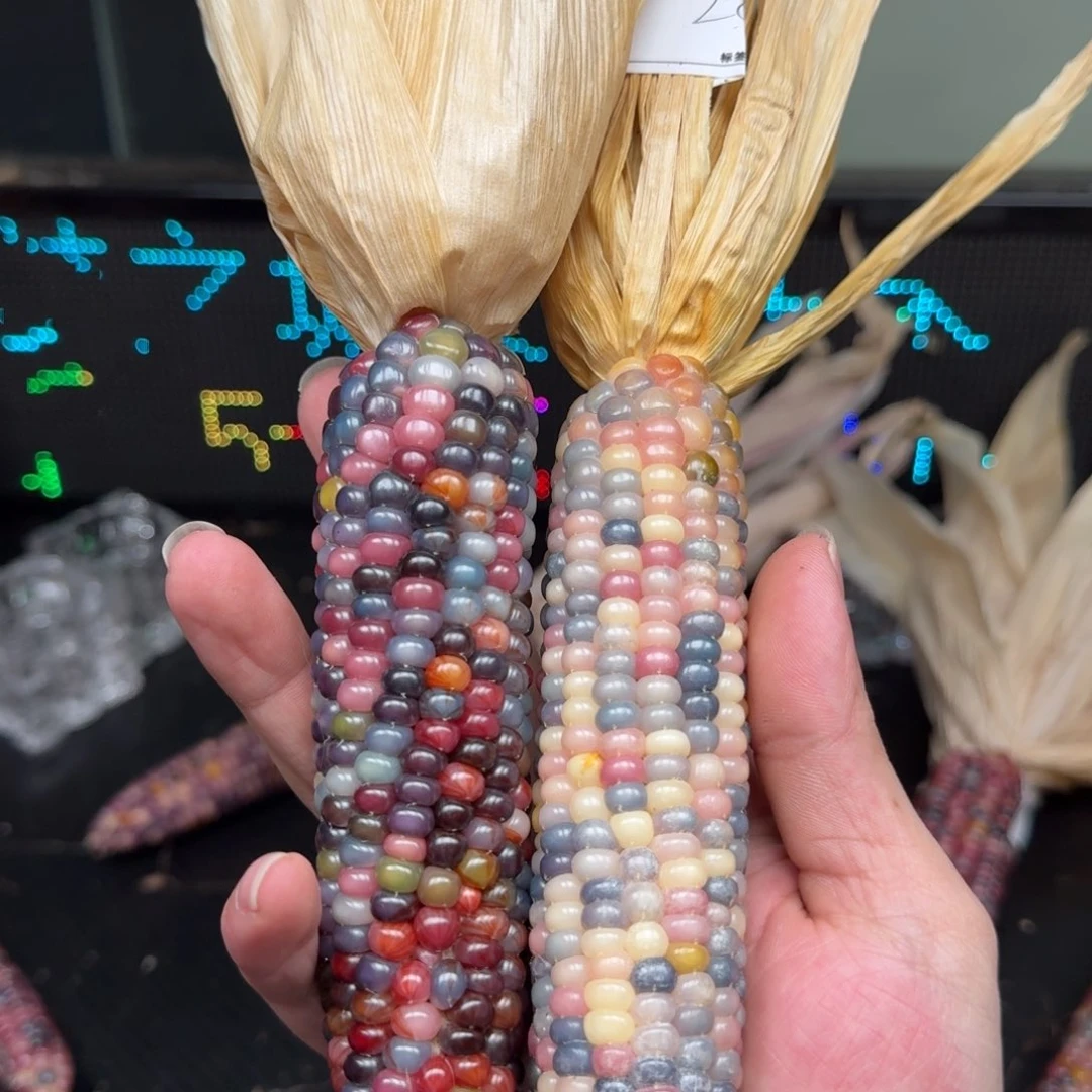 柏香籽/百香籽吊坠聚****碗