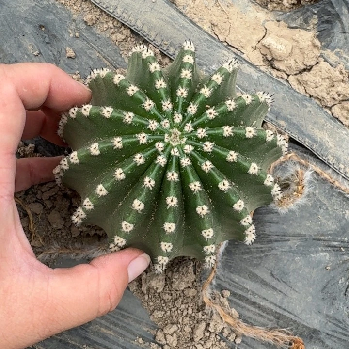 307实生短刺彩草8公分左右斑，20包邮