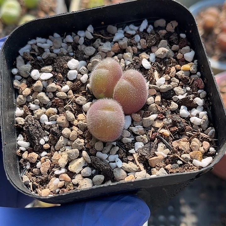 脱土发，满28包邮。毛翠滴2